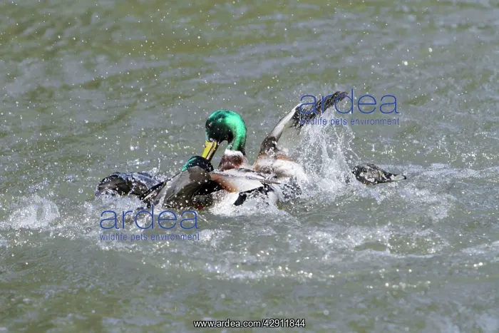 : Mallard - two drakes fighting over duck during : Mallard - two drakes fighting over duck during