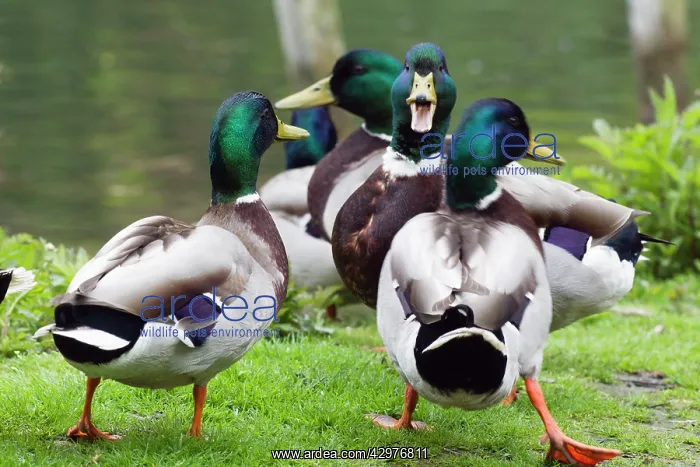 : Mallard - three drakes squabbling on lakeside : Mallard - three drakes squabbling on lakeside