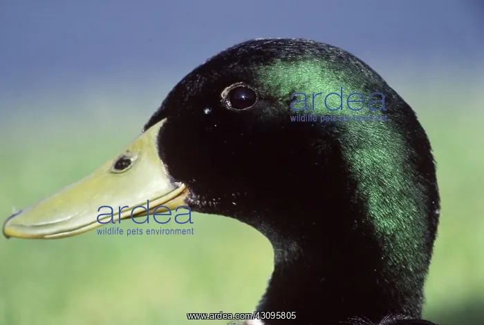 : Mallard Duck : Mallard Duck