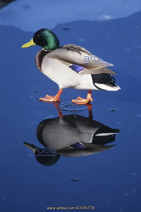 : Mallard Duck : Mallard Duck