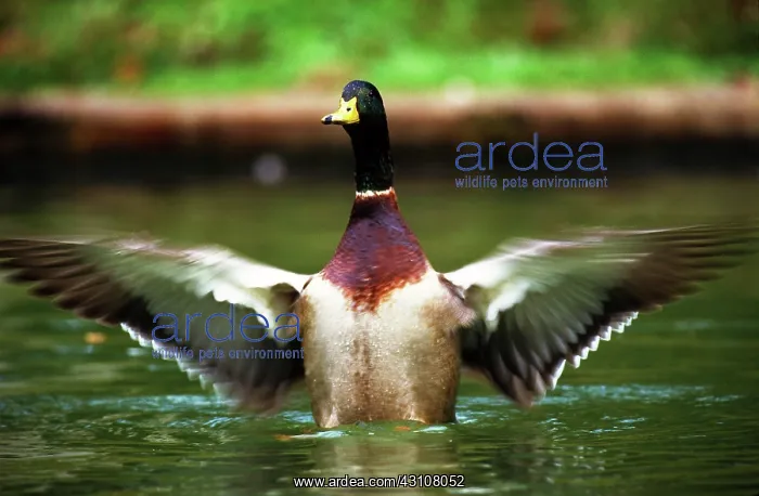 : Mallard duck : Mallard duck
