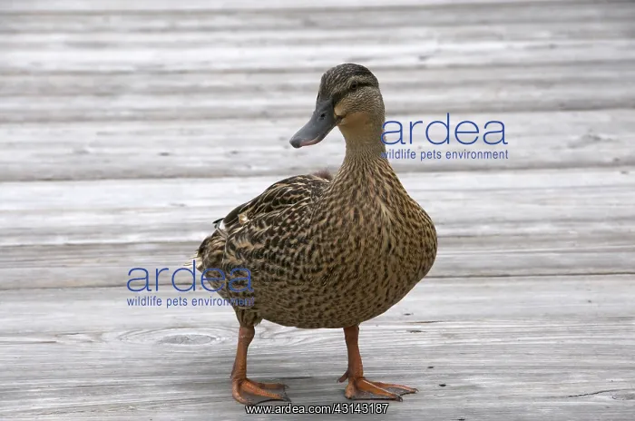 : Mallard Duck : Mallard Duck