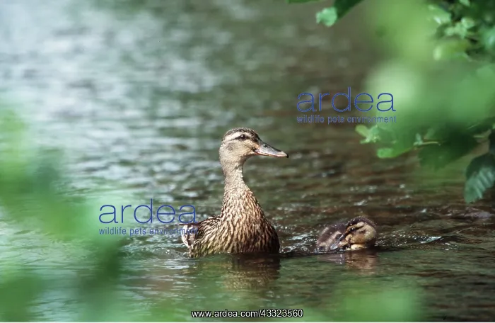 : MALLARD DUCK - adult and chick on water : MALLARD DUCK - adult and chick on water