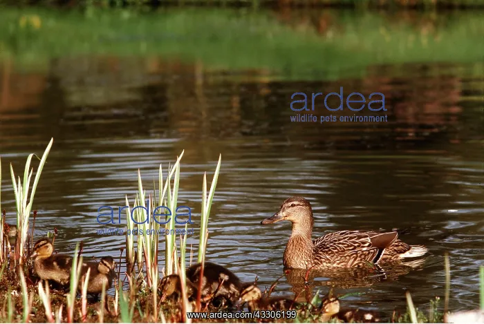 : Mallard DUCK - adult female and young at waters edge : Mallard DUCK - adult female and young at waters edge