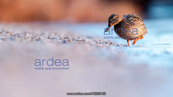 : Mallard duck (Anas platyrhynchos) walking by the : Mallard duck (Anas platyrhynchos) walking by the