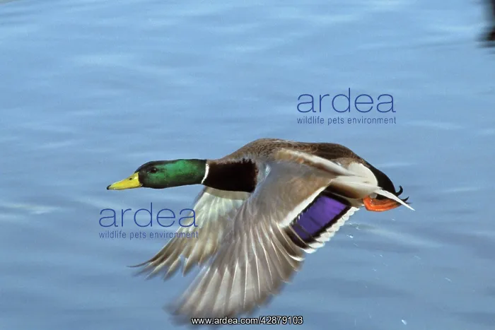 : Mallard Duck - drake in flight : Mallard Duck - drake in flight