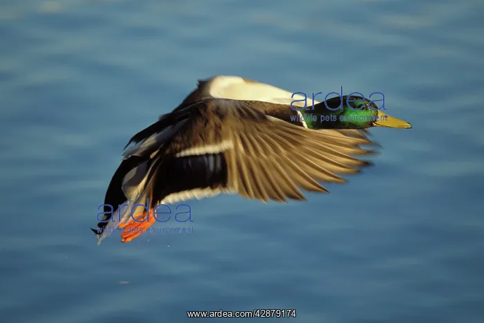 : Mallard Duck - drake in flight : Mallard Duck - drake in flight