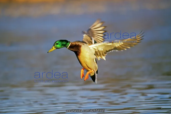 : Mallard duck - drake landing on pond : Mallard duck - drake landing on pond