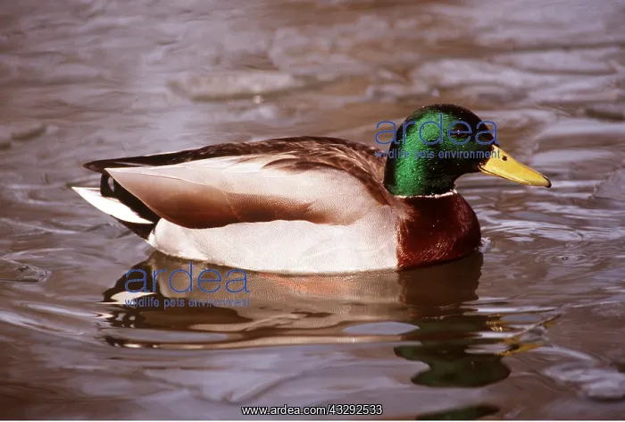 : MALLARD DUCK - drake, swimming : MALLARD DUCK - drake, swimming