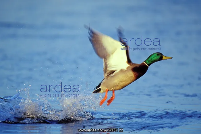 : Mallard duck - drake taking off : Mallard duck - drake taking off
