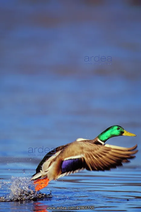 : Mallard Duck drake - taking off : Mallard Duck drake - taking off