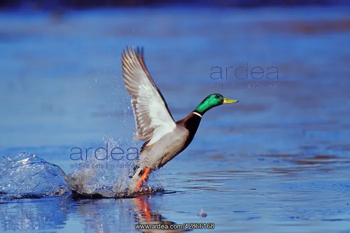 : Mallard duck drake - taking off from lake : Mallard duck drake - taking off from lake