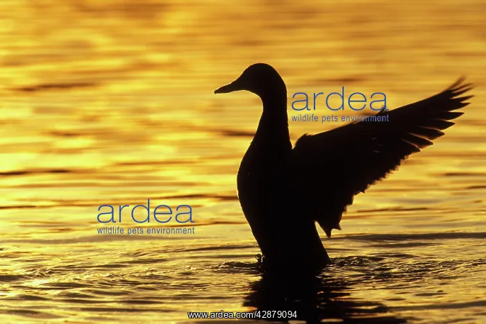 : Mallard Duck - drying wings at sunset : Mallard Duck - drying wings at sunset