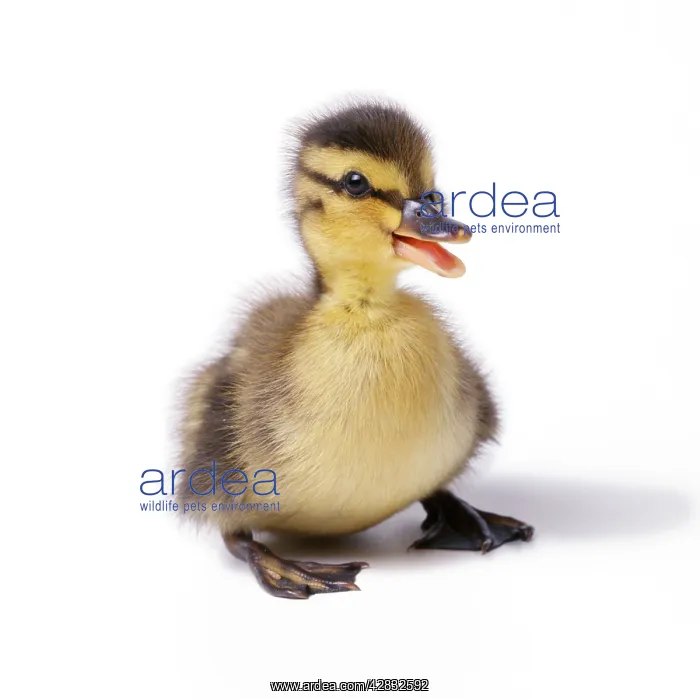 : Mallard Duck - duckling at 24 hours : Mallard Duck - duckling at 24 hours