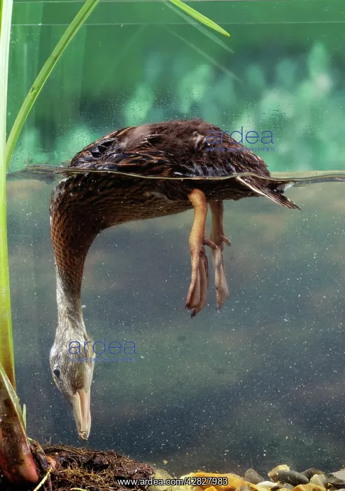  : Mallard Duck - Duckling, 4 weeks