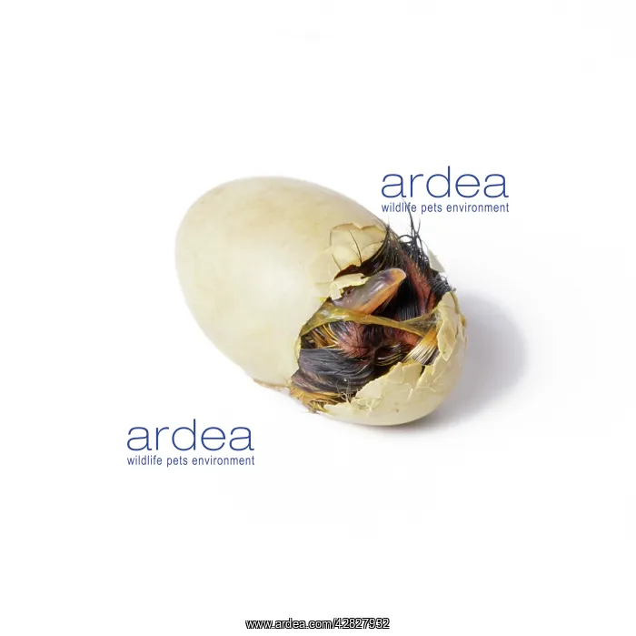  : Mallard Duck - duckling hatching. Sequence 1 of 4