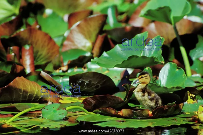: Mallard duck - duckling on lily pad : Mallard duck - duckling on lily pad