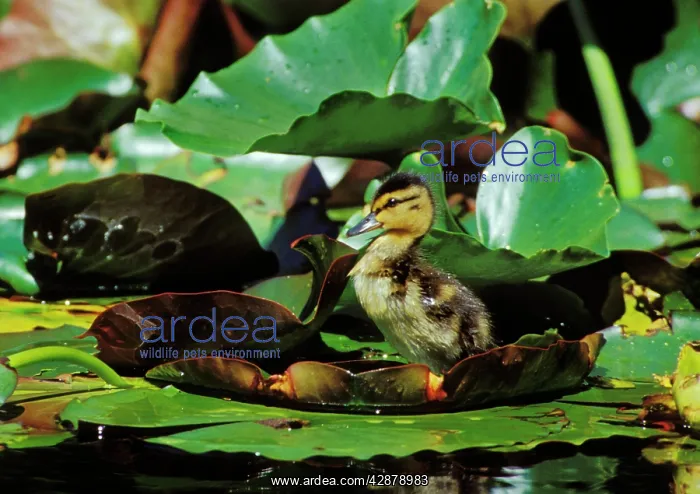 : Mallard duck - duckling on lily pad : Mallard duck - duckling on lily pad