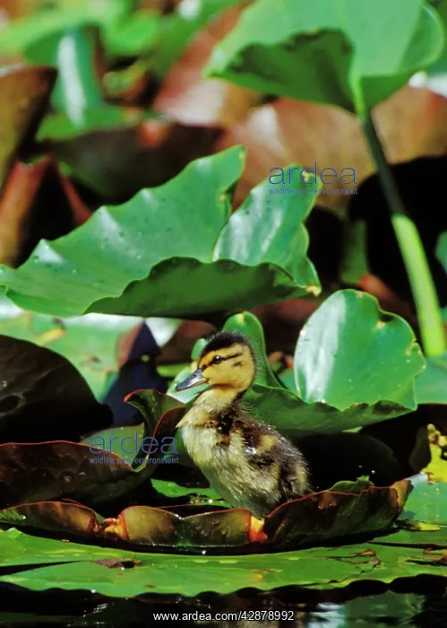 : Mallard duck - duckling on lily pad : Mallard duck - duckling on lily pad