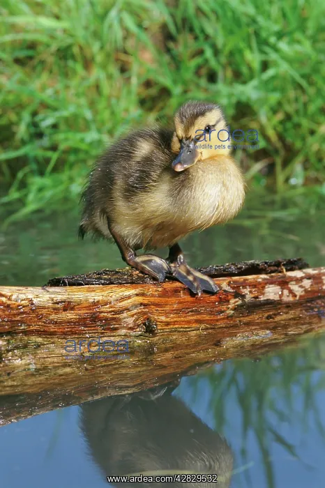 : Mallard DUCK - duckling standing on log : Mallard DUCK - duckling standing on log