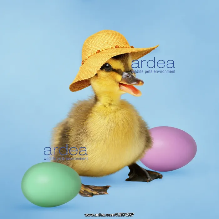 : Mallard Duck - duckling wearing Easyer bonnet / hat : Mallard Duck - duckling wearing Easyer bonnet / hat