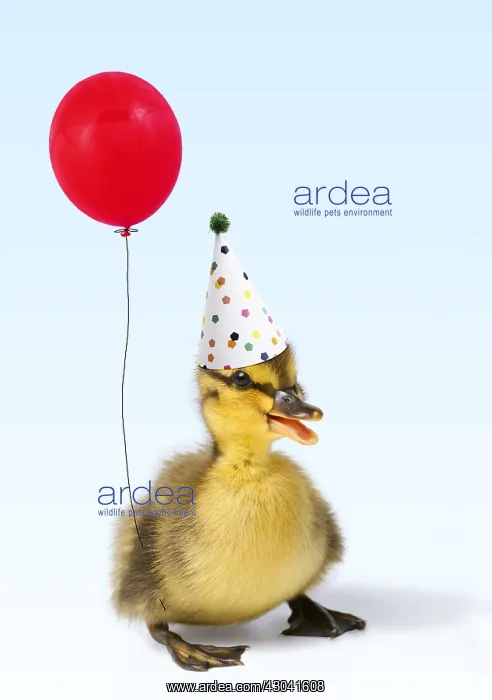 : Mallard Duck - duckling wearing party hat holding balloon : Mallard Duck - duckling wearing party hat holding balloon