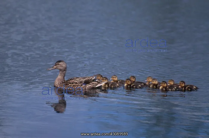 : Mallard Duck with Ducklings : Mallard Duck with Ducklings