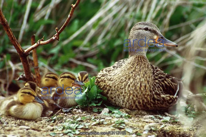 : Mallard Duck and Ducklings : Mallard Duck and Ducklings