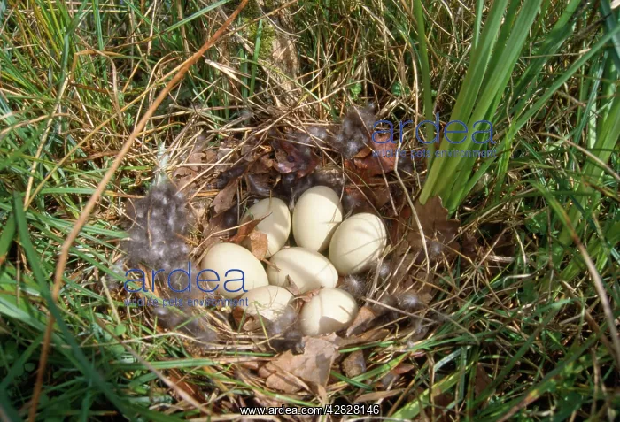 : MALLARD DUCK - EGGS IN NEST : MALLARD DUCK - EGGS IN NEST