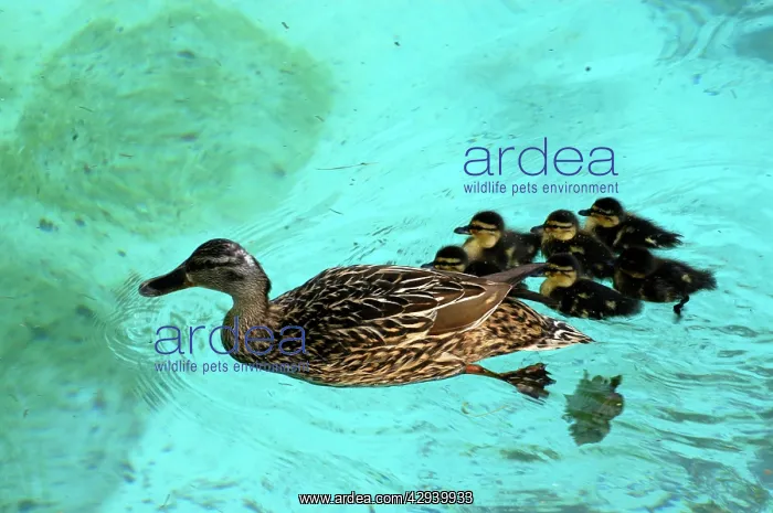 : Mallard duck- with family : Mallard duck- with family