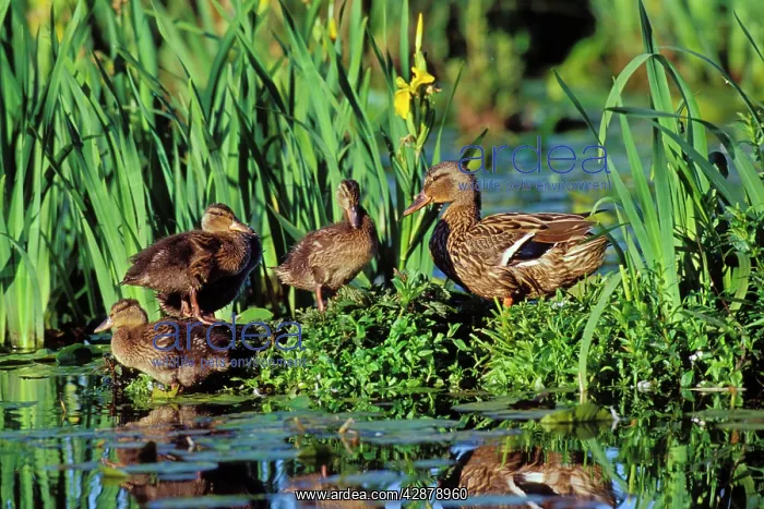 : Mallard DUCK - family, hen with ducklings on old : Mallard DUCK - family, hen with ducklings on old