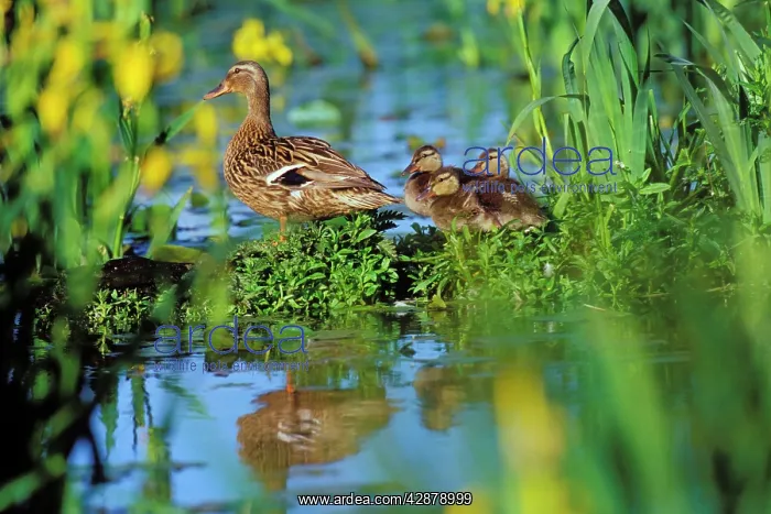 : Mallard DUCK - family, hen with ducklings, resting : Mallard DUCK - family, hen with ducklings, resting