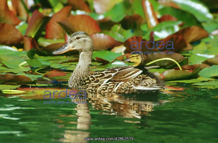 : Mallard DUCK family - hen / female with ducklings : Mallard DUCK family - hen / female with ducklings