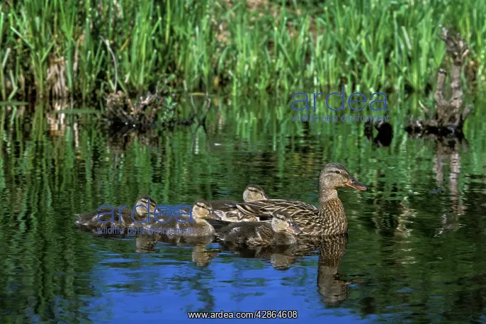 : Mallard Duck - family hen with young ducklings : Mallard Duck - family hen with young ducklings
