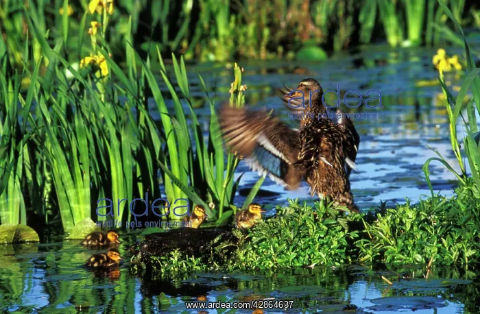 : Mallard DUCK - family, hen with young ducklings : Mallard DUCK - family, hen with young ducklings