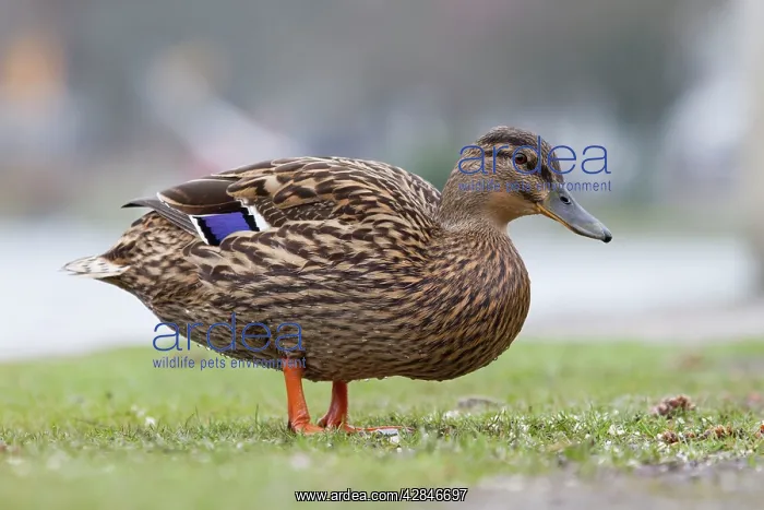 : Mallard duck - female : Mallard duck - female