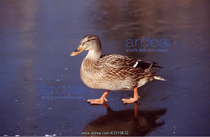 : MALLARD DUCK - female : MALLARD DUCK - female