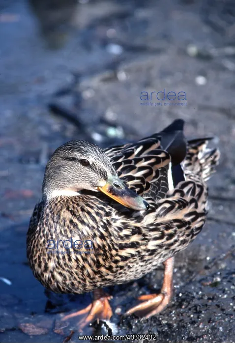 : MALLARD DUCK - female : MALLARD DUCK - female