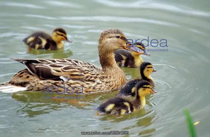 : Mallard DUCK - female, close-up with ducklings : Mallard DUCK - female, close-up with ducklings