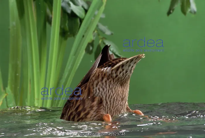  : Mallard Duck - female dabbling