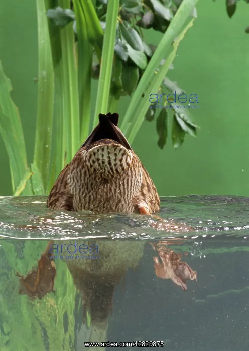  : Mallard Duck - female dabbling