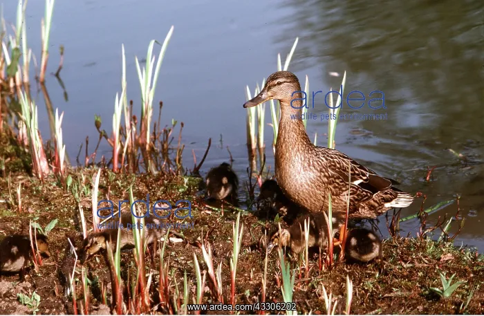 : Mallard DUCK - female with ducklings : Mallard DUCK - female with ducklings
