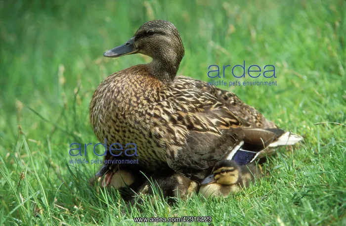: Mallard DUCK - female with ducklings resting : Mallard DUCK - female with ducklings resting