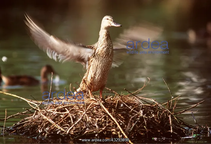  : MALLARD DUCK - female, flapping wings on nest