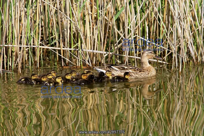 : Mallard Duck - female with young : Mallard Duck - female with young