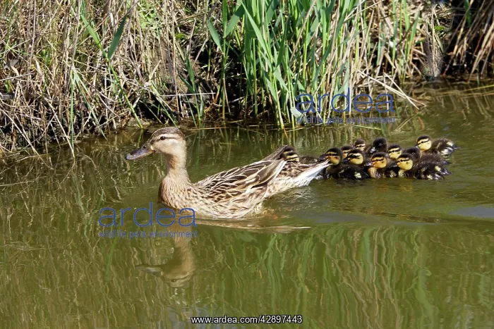 : Mallard Duck - female with young : Mallard Duck - female with young