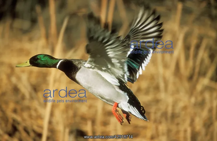 : Mallard Duck - in flight : Mallard Duck - in flight