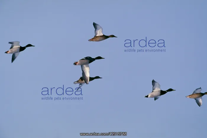 : Mallard DUCK - group in flight : Mallard DUCK - group in flight