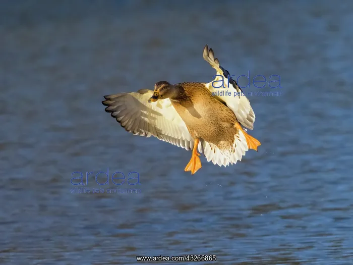 : Mallard - duck in landing flight, Hessen, Germany : Mallard - duck in landing flight, Hessen, Germany