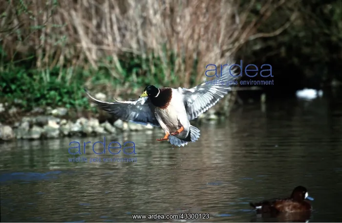  : MALLARD DUCK - landing on water